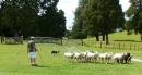 Eye-dog herding at Sheepworld